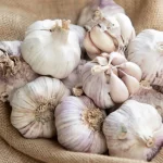 Garlic