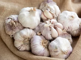 Garlic